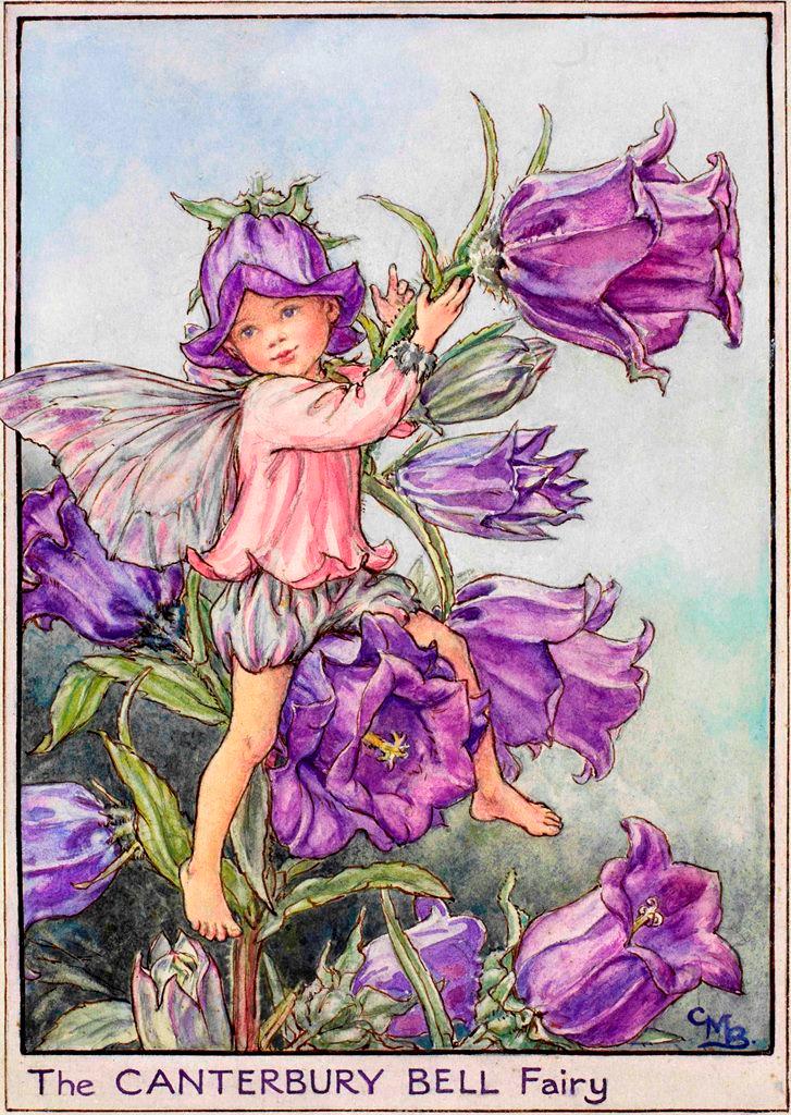 Fingerhut Wellenrand "Elfe Glockenblume"